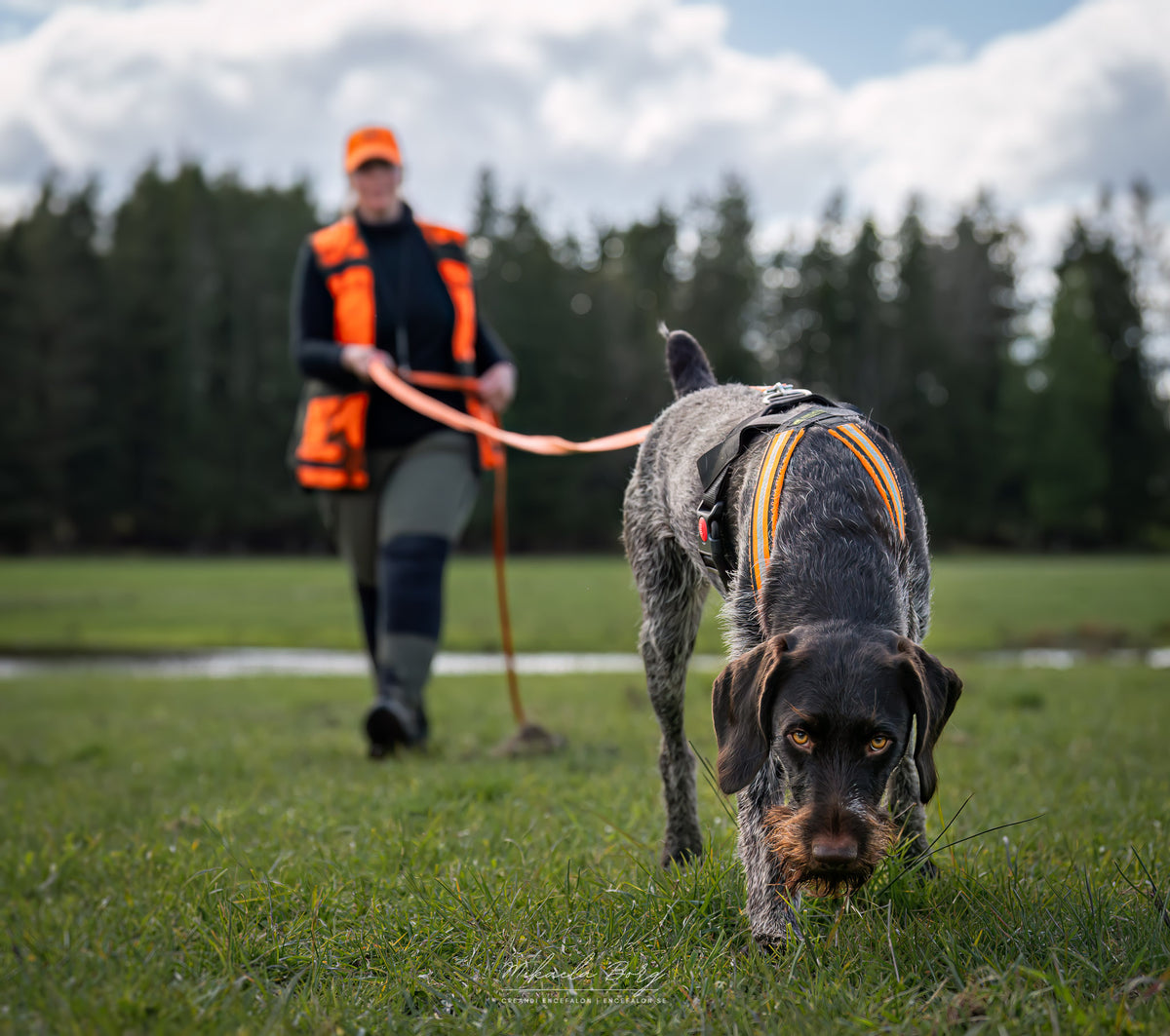 Kom igång med viltspår - onlinekurs